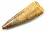 Fossil Spinosaurus Tooth - Real Dinosaur Tooth #357709-1